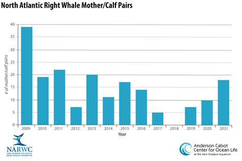 sperm whale population 2022.